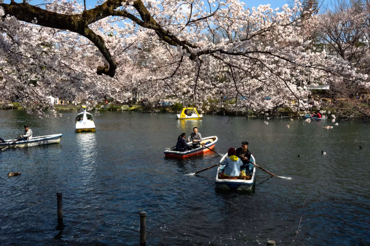 A sunlit lake filled with rowboats, framed by a canopy of blooming Inokashira Park cherry blossoms.