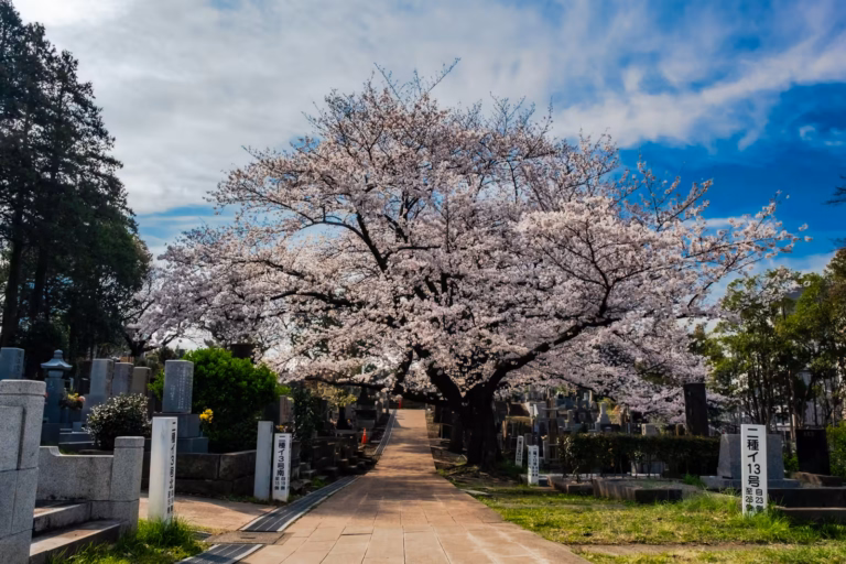 A paved path leads under a canopy of Aoyama Cemetery cherry blossoms, flanked by stone graves under a blue sky.