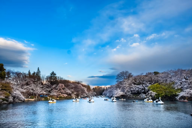 Swan and row boats on Inokashira Park pond with cherry blossoms in full bloom.