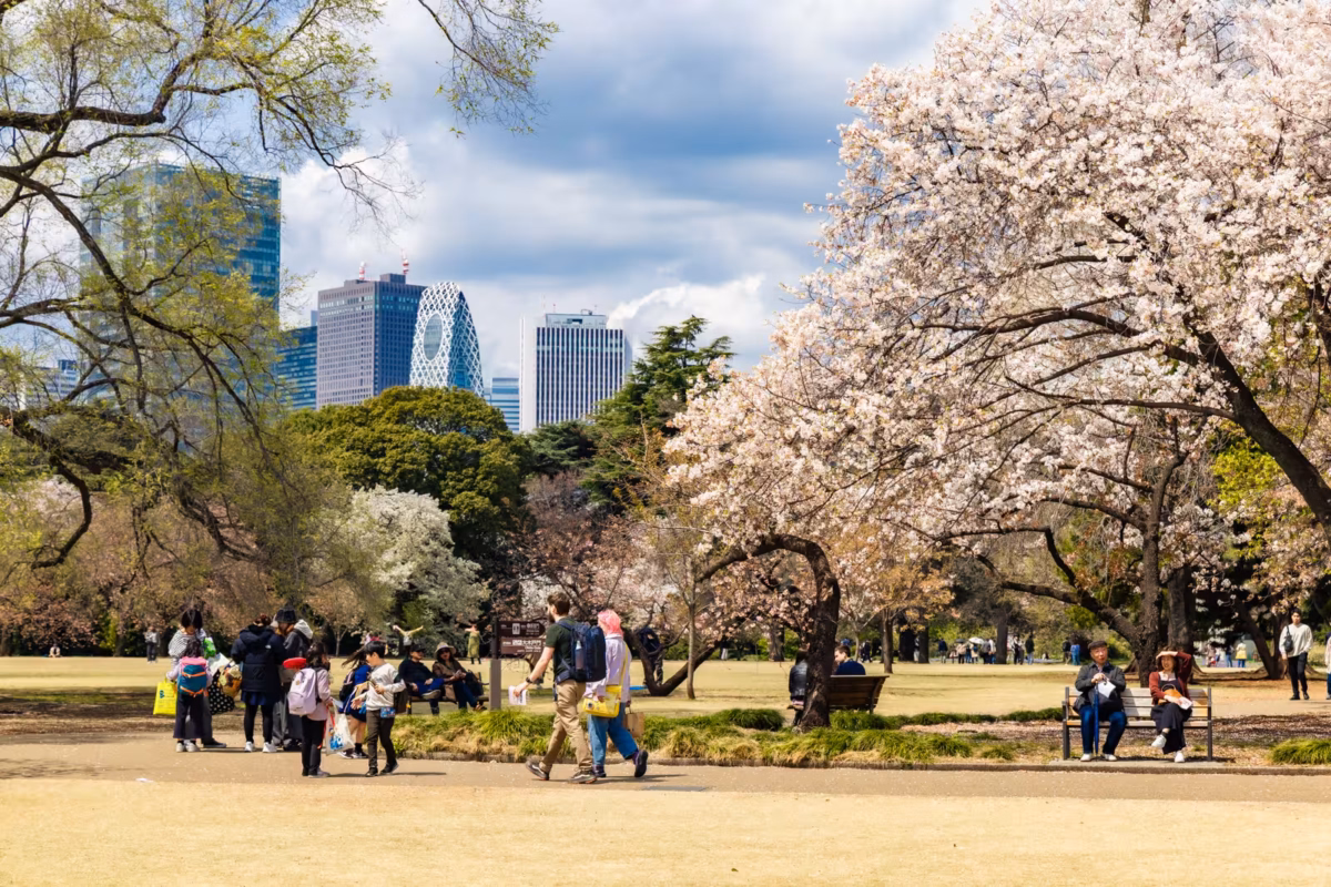 People walk past cherry blossoms in a park with skyscrapers in the distance.