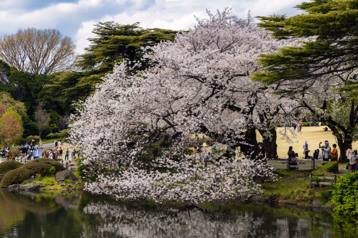People are under a cherry blossom tree which reaches out over a pond.