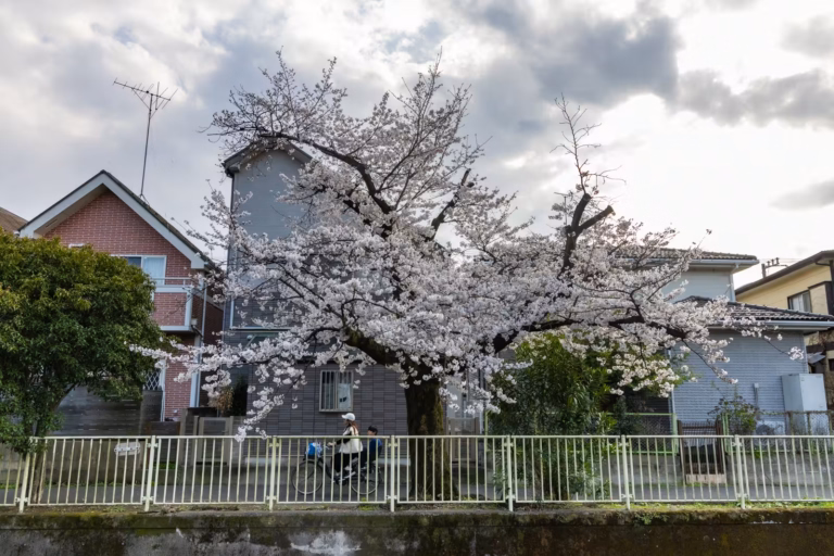 A woman and a boy on a bicycle pass a large, blooming cherry blossom tree in a residential area under a cloudy sky.