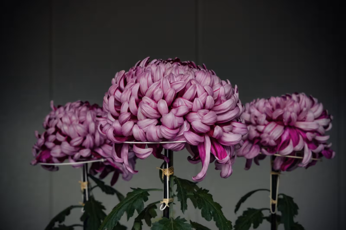 3 purple chrysanthemums sit in a shaded booth.