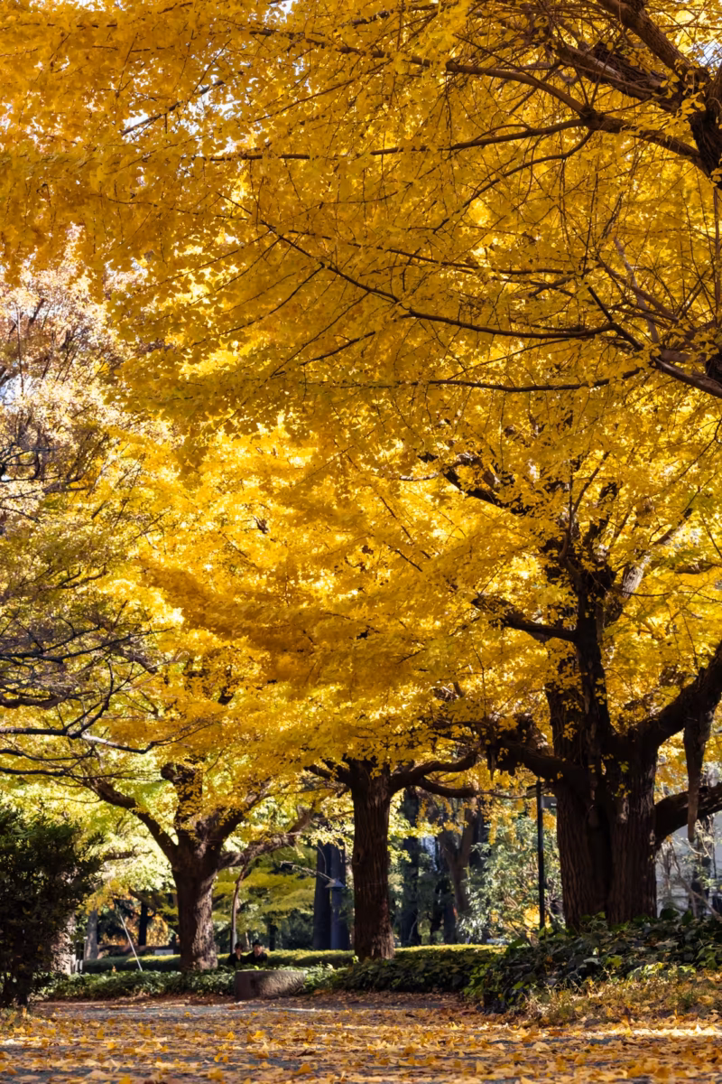 Ginkgo trees with yellow leaves reach out of a path covered with yellow leaves.