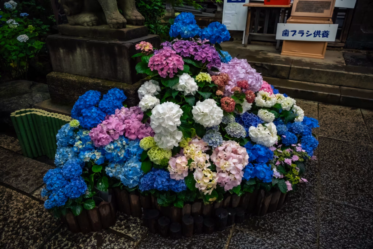 A vibrant cluster of blue, pink, and white hydrangeas in wooden planters decorates a stone path in Japan.