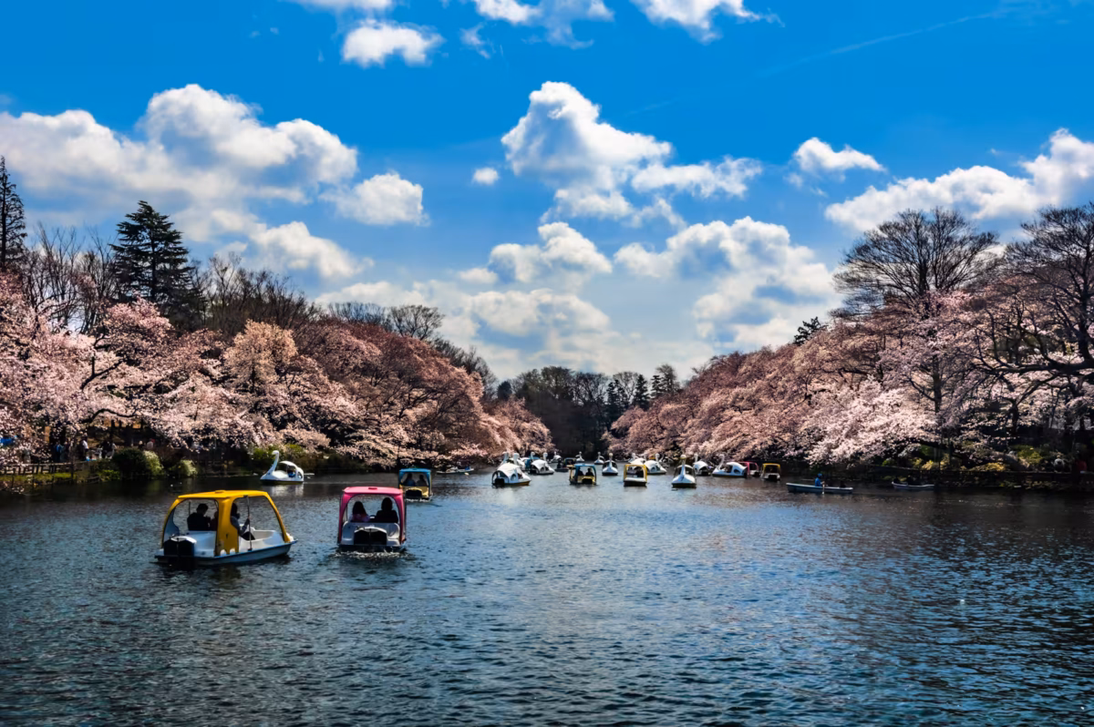 Colorful swan and roofed boats on a lake lined with pink Inokashira Park cherry blossoms under a bright, cloudy sky.