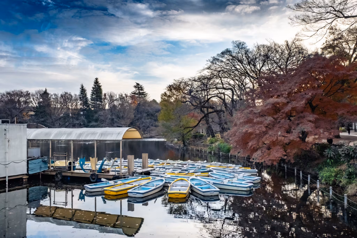 Rowboats tied to jetty at Inokashira Park at dawn during autumn.
