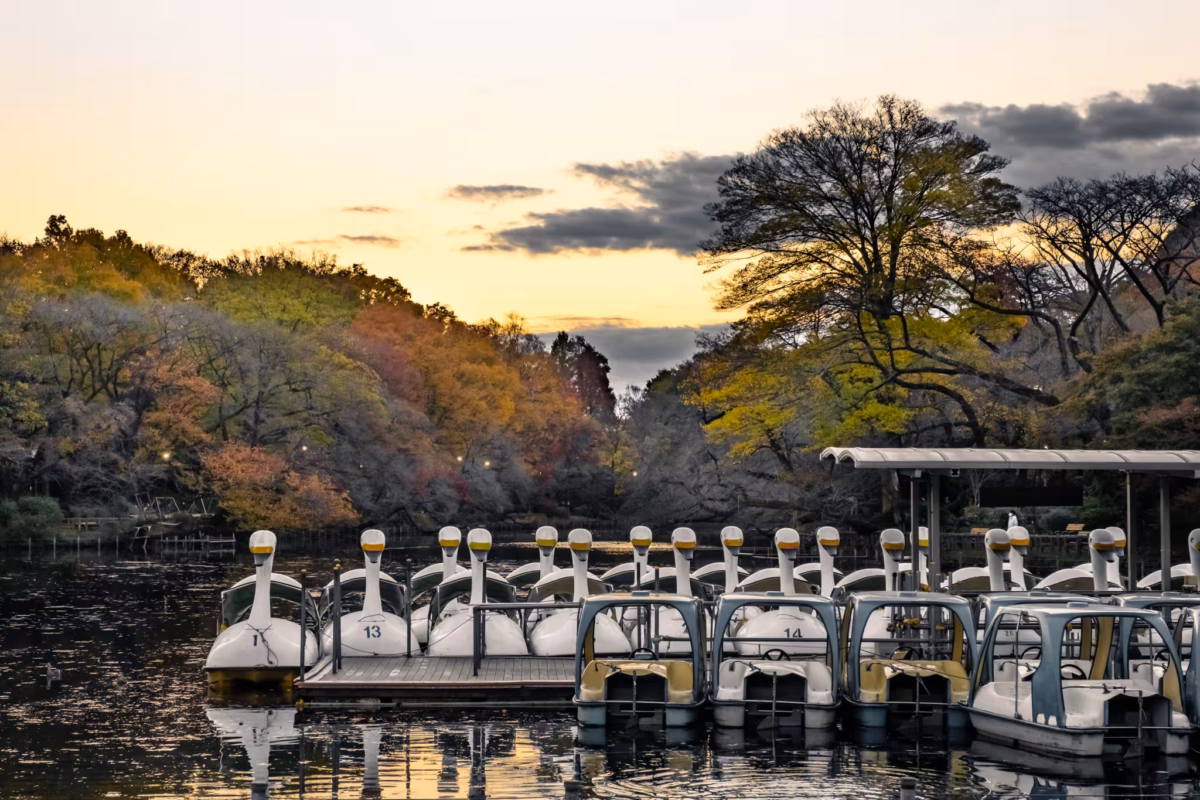 Swan boats and padelos tied to a dock at golden hour on Inokashira Pond.