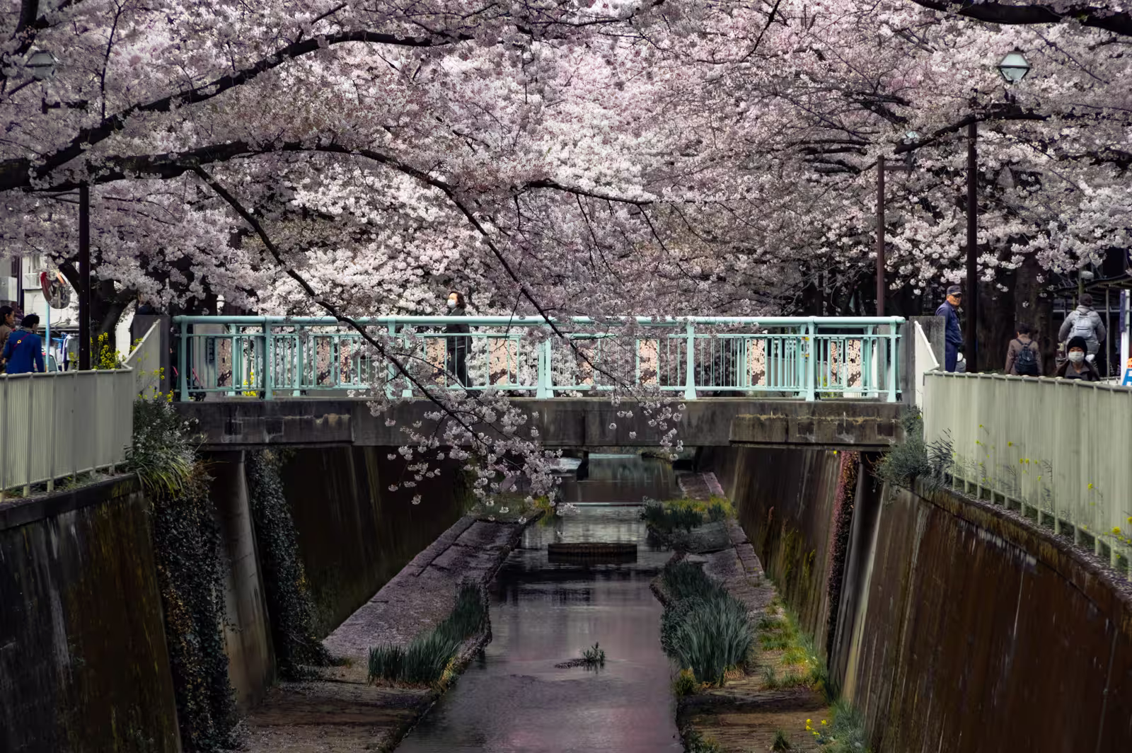 A light blue bridge spans the Kanda River, framed by a thick canopy of pink cherry blossoms in Tokyo, Japan.