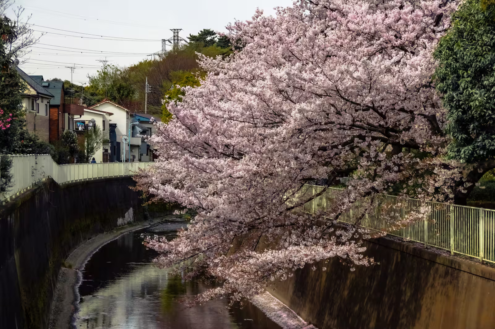 Full bloom pink cherry blossoms overhanging the Kanda River canal in an urban Tokyo neighborhood.