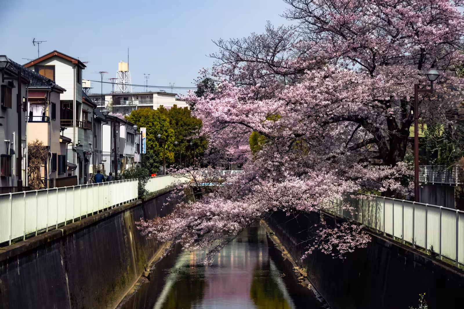 Pink sakura branches lean over the Kanda River canal reflecting the spring sky in an urban Tokyo neighborhood.