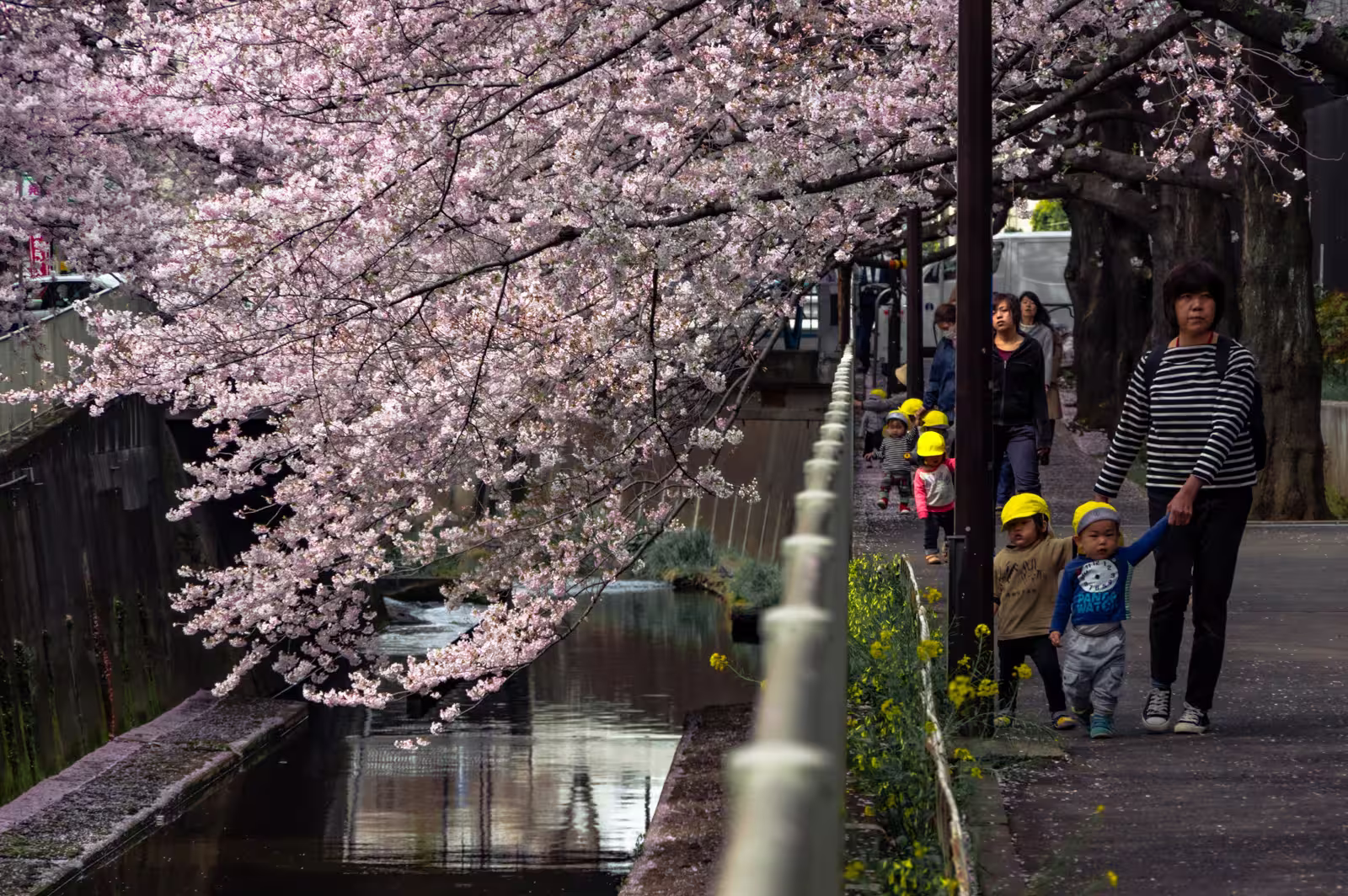 Toddlers in yellow hats walk under blooming cherry blossoms along the Kanda River path in Tokyo.
