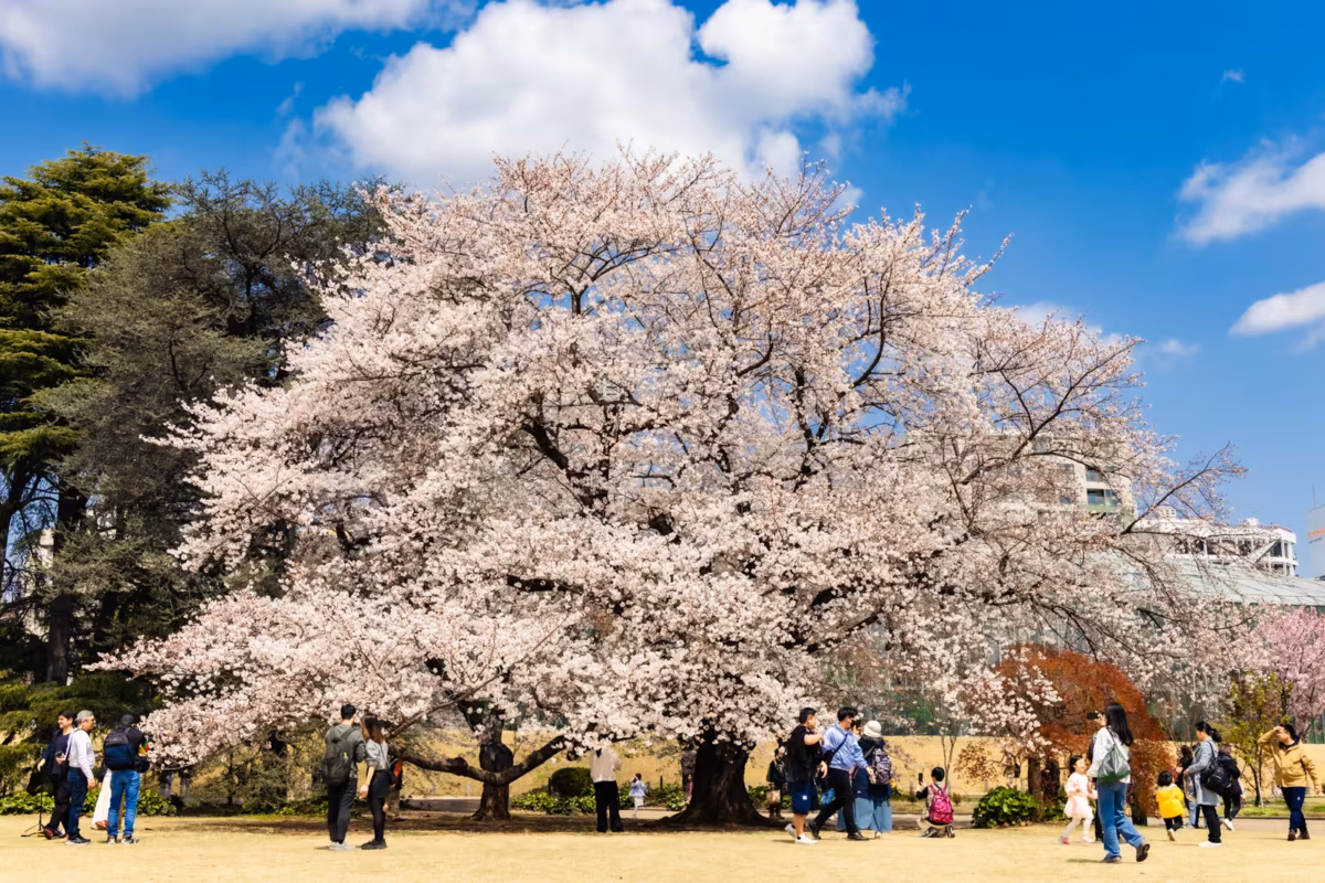 People walk under cherry blossoms in full bloom at Shinjuku Gyoen.