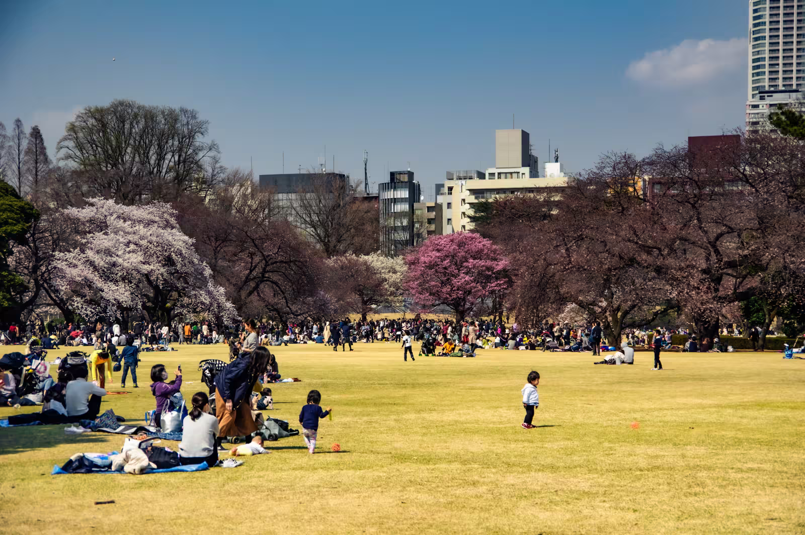 People enjoy hanami picnics on a wide lawn surrounded by blooming cherry blossoms and Tokyo skyscrapers.