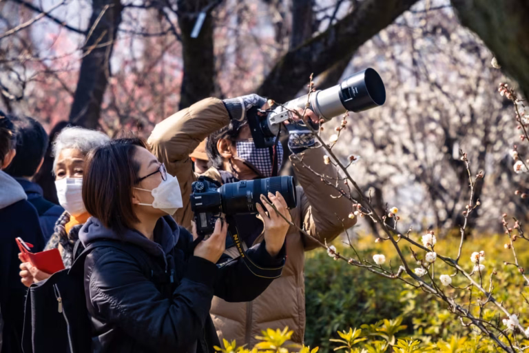 Masked photographers with telephoto lenses aim their cameras at blooming plum blossoms in a sunlit garden.