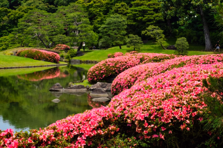 Pink azaleas reflect in the calm pond at Rikugien Gardens, surrounded by lush green trees and manicured lawns.