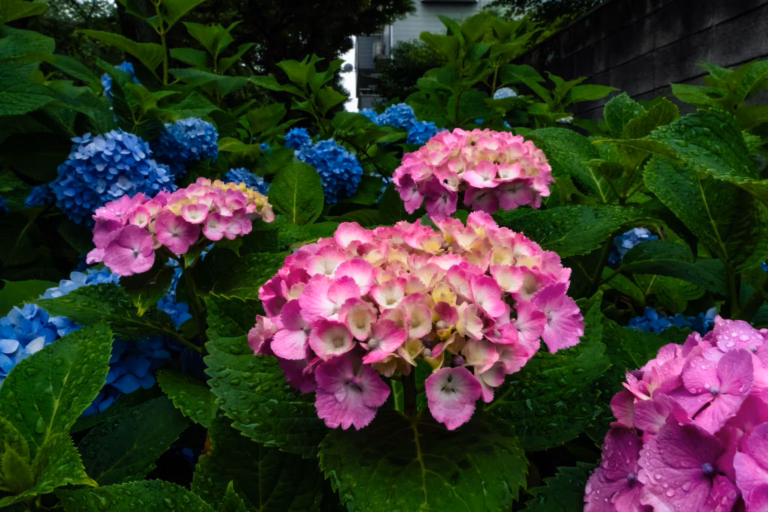 Vibrant pink and blue hydrangeas glisten with raindrops on petals and lush green leaves.