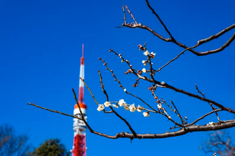 A blurred Tokyo Tower stands behind branches with white plum blossoms.