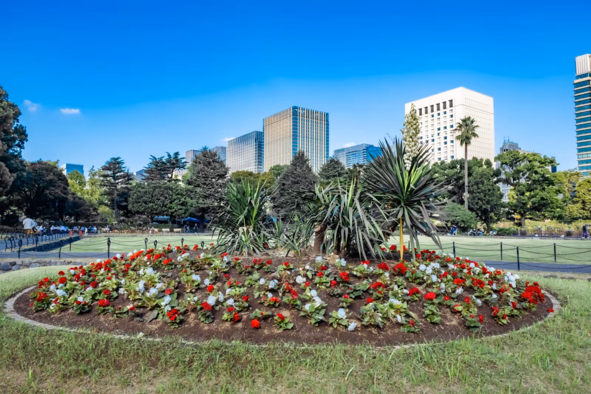 A bed for red and white flower on a lawn area with skyscrapers in the distance.