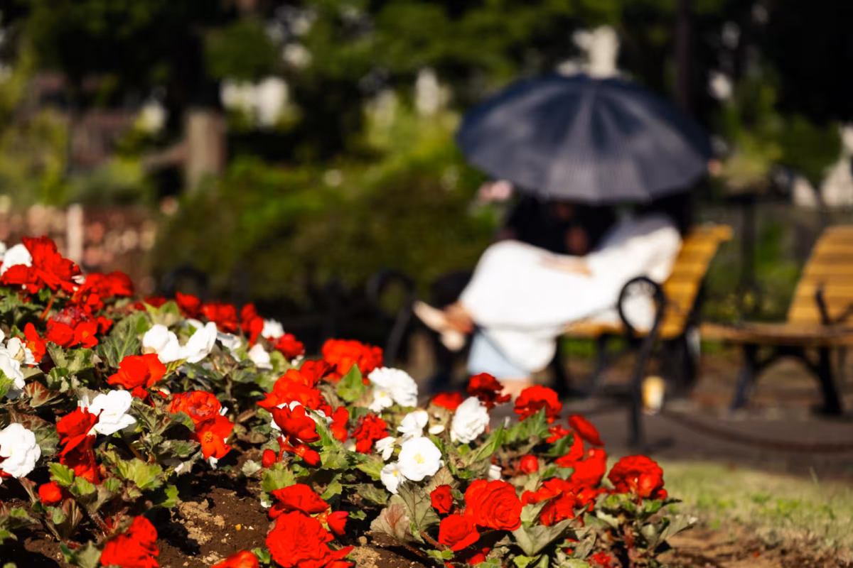 A bed of small red and white flowers with a blurred background.