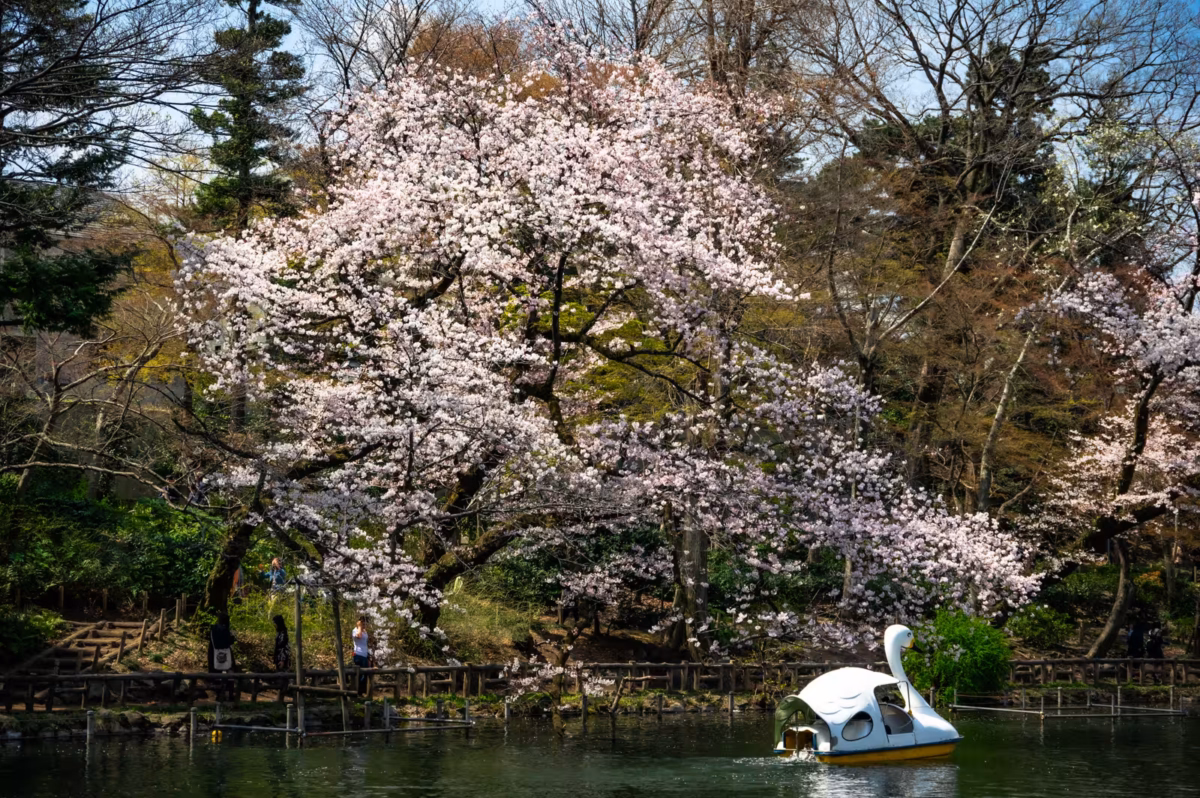 A white swan boat on a pond, framed by a massive cherry blossom tree in full bloom.