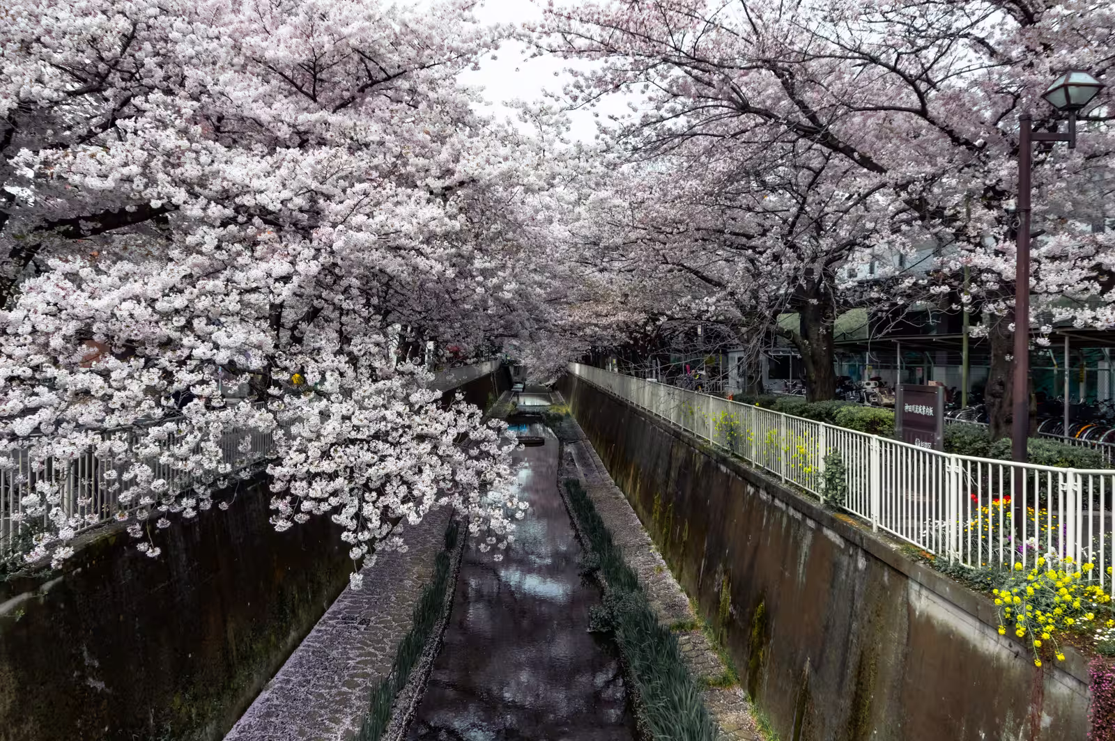 Cherry blossoms canopy the Kanda River canal in Tokyo, featuring pink sakura and urban concrete walls in spring.