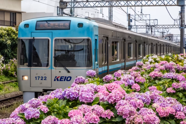 A Keio Line train travels past a vibrant patch of blooming hydrangeas in a Tokyo neighborhood.
