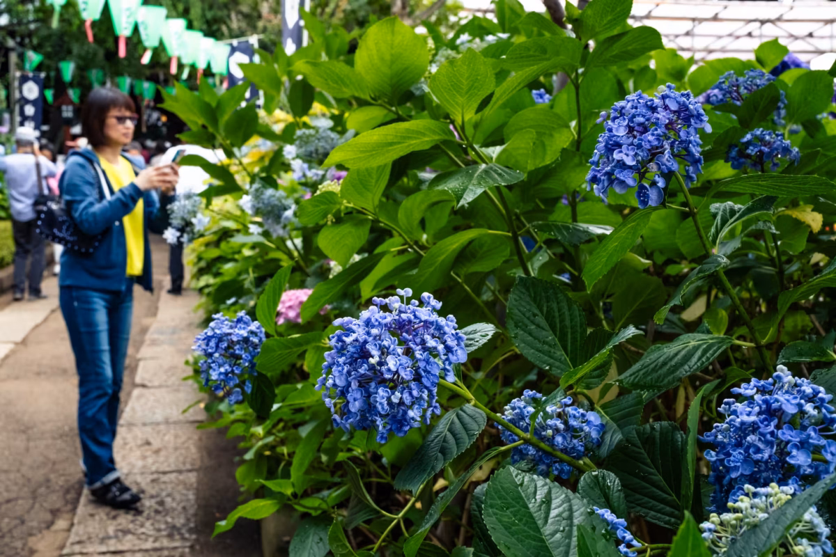 Vibrant blue hydrangeas line a stone path as a visitor captures their beauty at a local festival.