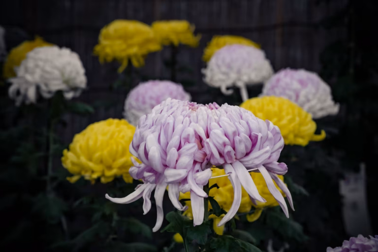 Close-up of a large, pale pink chrysanthemum with curled petals, surrounded by yellow and white blooms against a dark background.