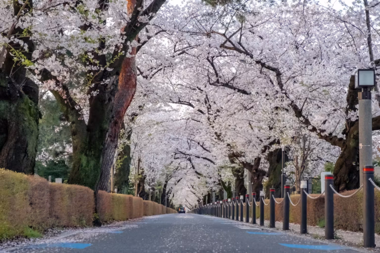 Low-angle shot of cherry blossom trees forming a canopy over a quiet road scattered with white petals.