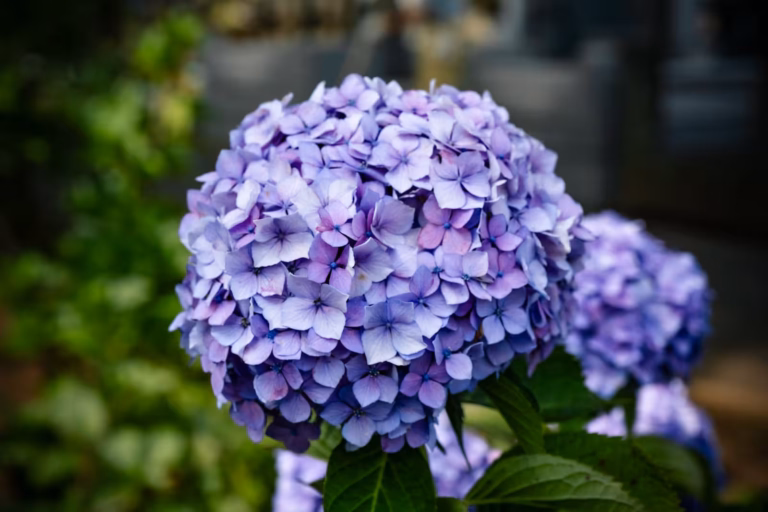 Close-up of a round purple hydrangea bloom with a shallow depth of field and soft, natural lighting.