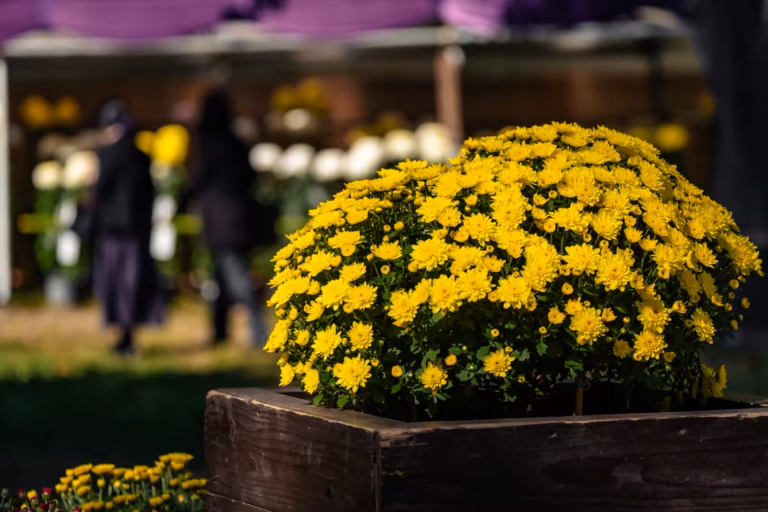 Yellow chrysanthemums in a wooden planter at the Hibiya Park Chrysanthemum Exhibition 2019, with blurred visitors.