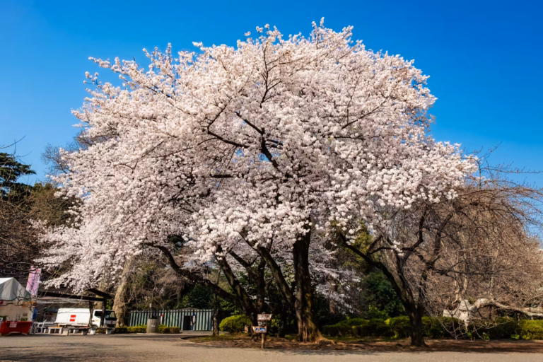 A massive cherry blossom tree at Shinjuku Gyoen in full bloom with pale pink flowers against a clear blue sky.