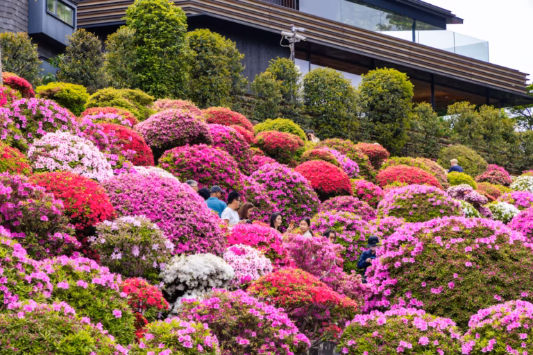 Visitors walk through a hillside of rounded, blooming pink and purple azaleas below a modern building.