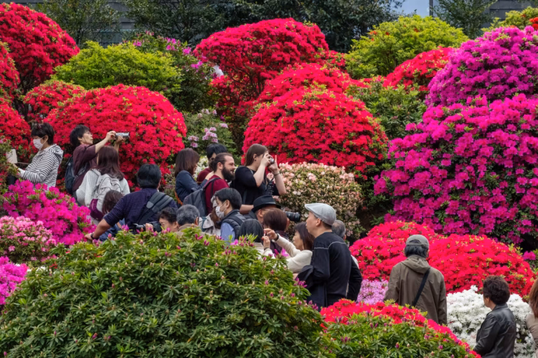 Visitors photograph large, rounded mounds of pink and magenta azaleas in full bloom throughout a crowded garden.