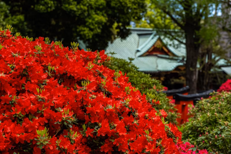 Selective focus on red azalea blossoms with the traditional roof of Nezu Shrine blurred in the background.