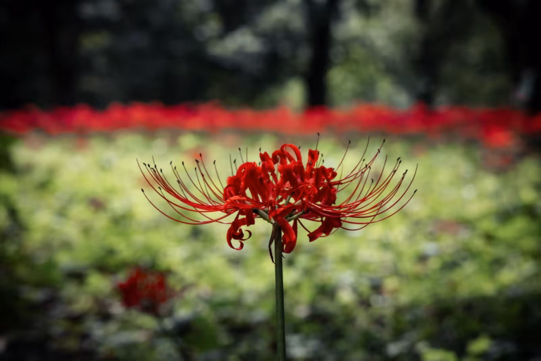Single red spider lily in sharp focus, standing out against a soft, blurred background of greenery and flowers.