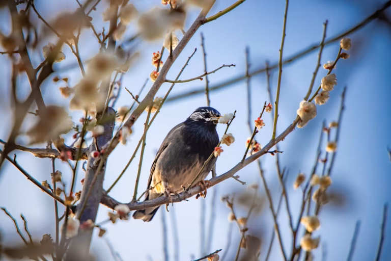 White-cheeked starling perched among white plum blossoms, holding a flower in its beak.