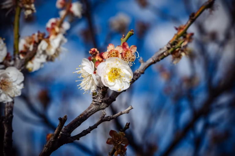White plum blossoms with yellow stamens on a dark branch. Cloudy day flowers against a blurred blue sky.