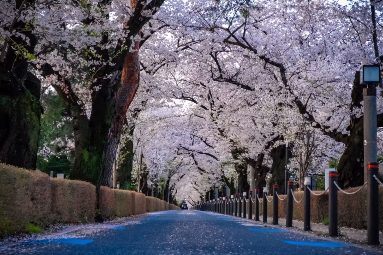 Cherry blossoms branch out forming a tunnel over a road at Aoyama Cemetery.