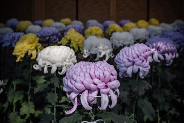 Shinjuku Gyoen Chrysanthemums 2021: Close-up of large purple, white, and yellow blooms in neat rows at the exhibition.