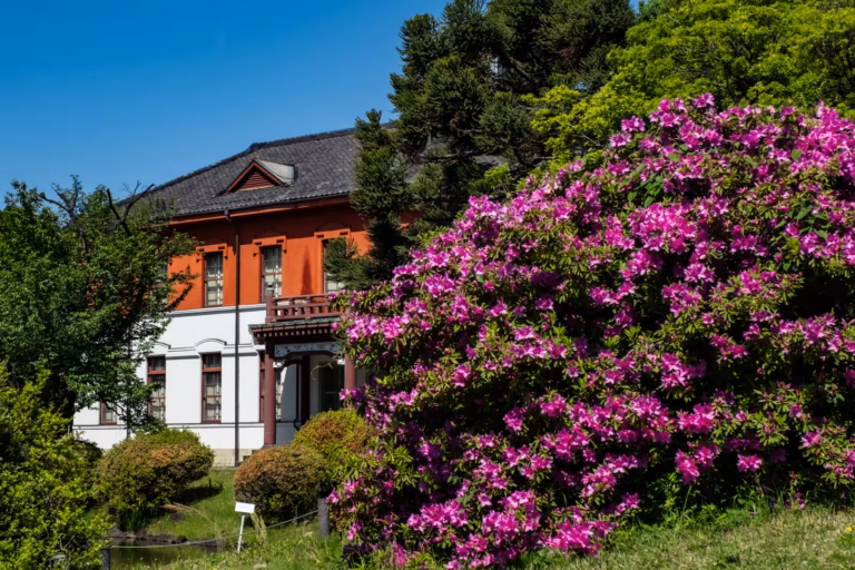 A large bush of pink azaleas in full bloom before a historic orange and white building under a clear blue sky.