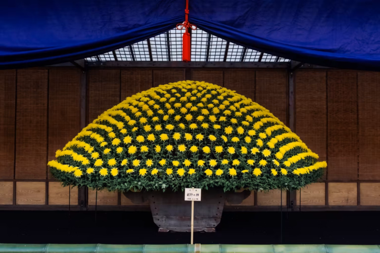 A large, dome-shaped display of yellow chrysanthemums, captured with a polarizing filter.