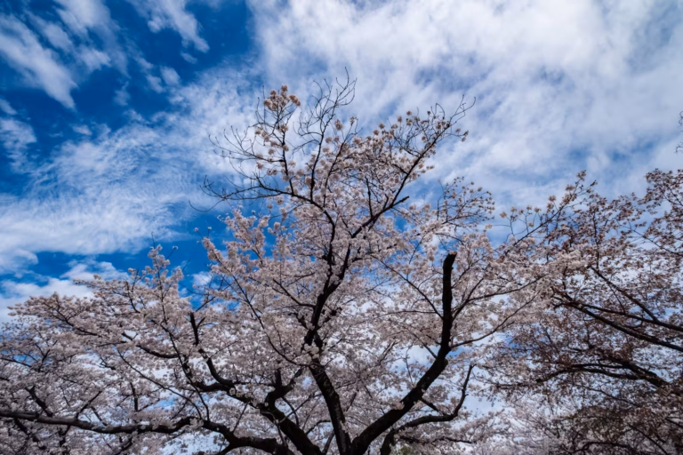 Low-angle view of white cherry blossoms on dark branches reaching into a bright, cloud-streaked blue sky.