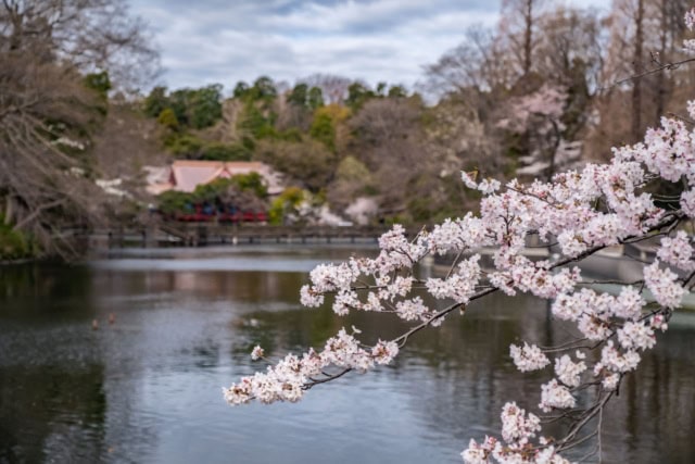 Soft Inokashira Park cherry blossoms frame a tranquil pond with a blurred red shrine and bridge in the background.