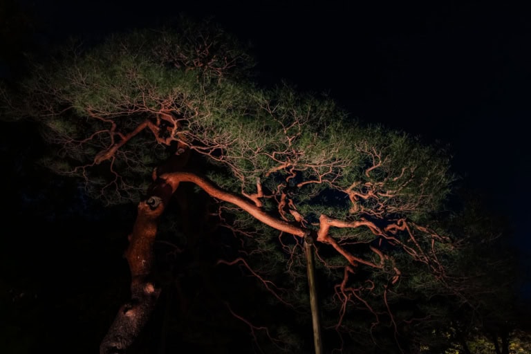 A gnarled pine tree with glowing red-brown branches and green needles illuminated against a dark night sky.