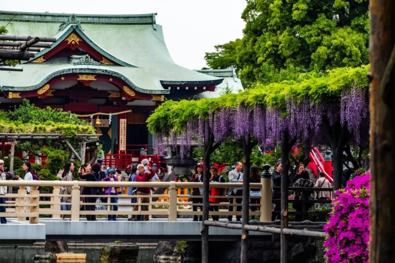 Crowds on a bridge view purple wisteria at Kameido Tenjin Wisteria Festival 2018 in front of a traditional shrine.