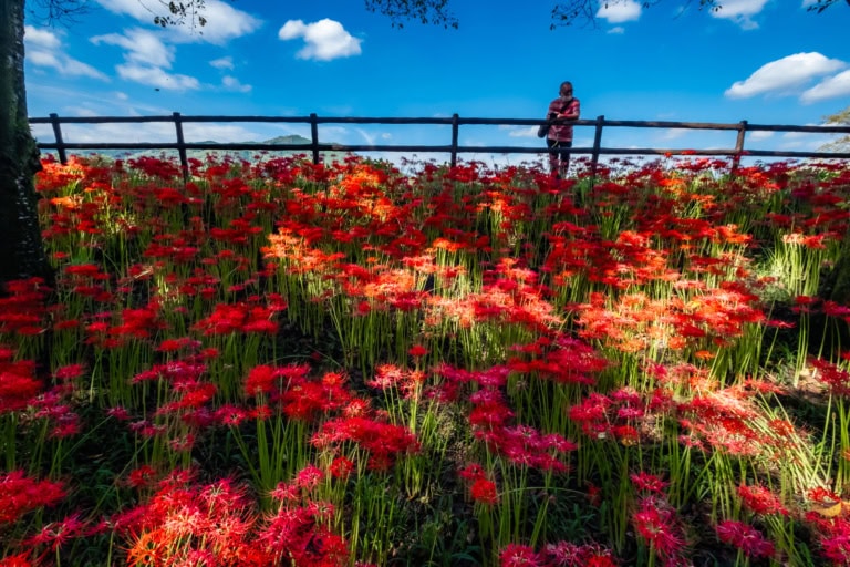 Red spider lilies at Kinchakuda Manjushage Park bloom under a blue sky with a visitor by a wooden fence.