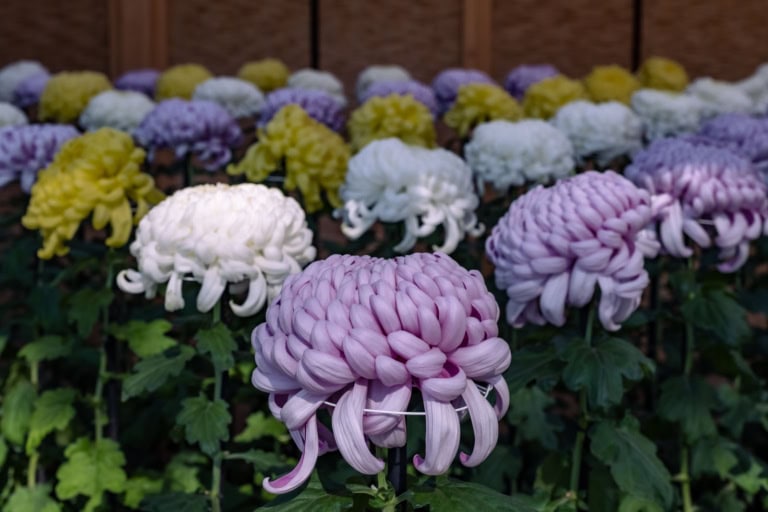 Shinjuku Gyoen Chrysanthemums 2021: Close-up of large purple, white, and yellow blooms in neat rows at the exhibition.
