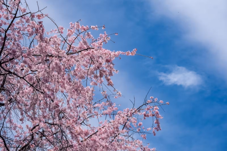 Pink weeping cherry blossoms bloom against a bright blue sky with wispy clouds at Kitanomaru Park.